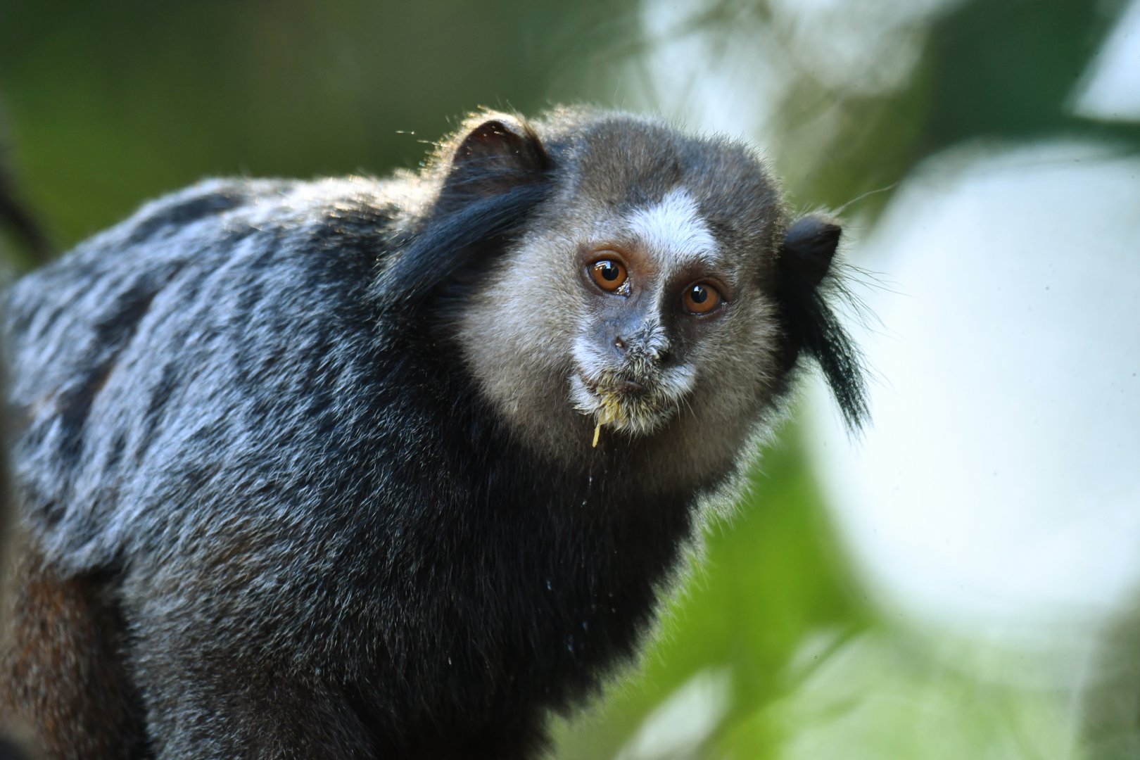 Kuhl's marmoset Callithrix kuhlii