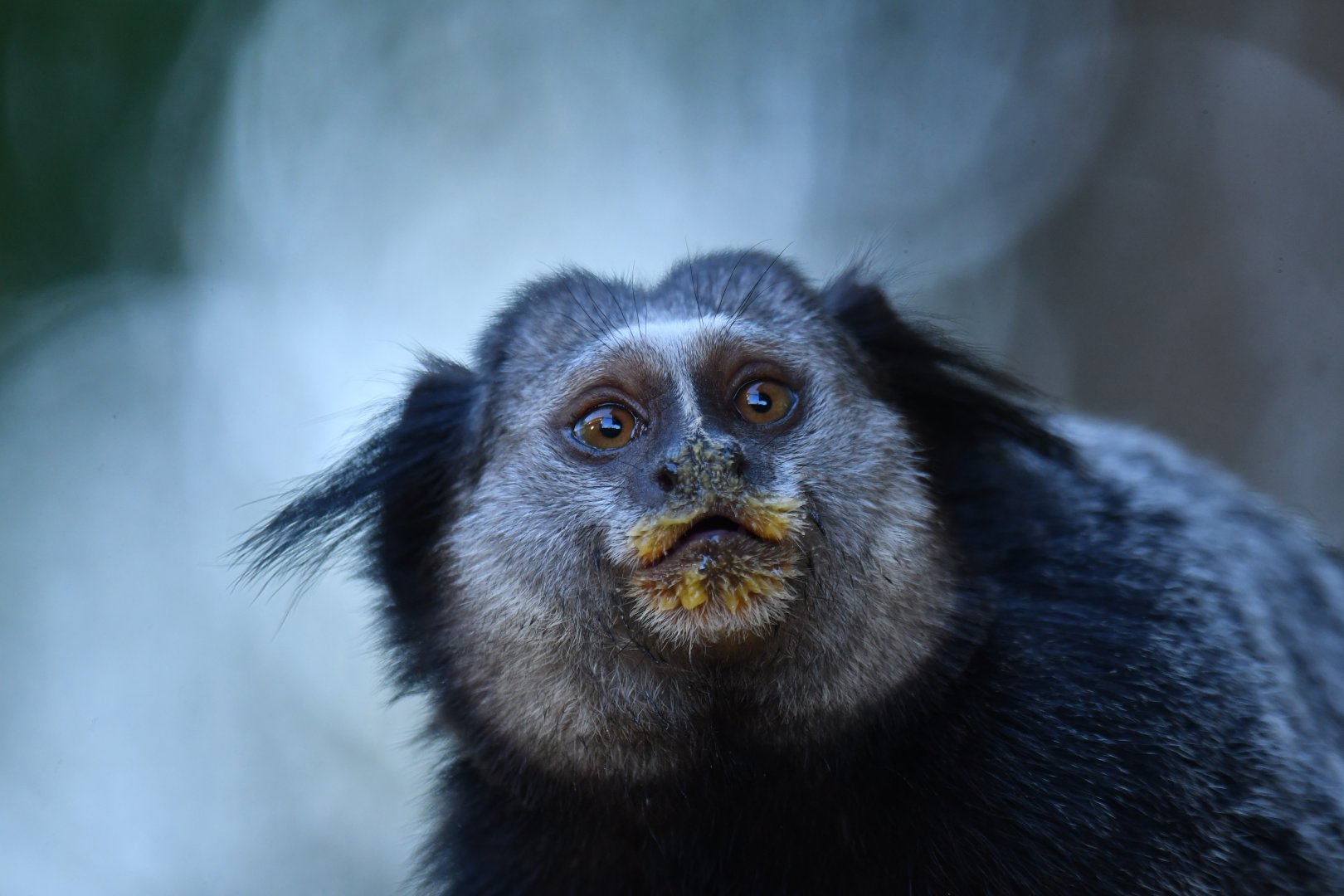 Kuhl's marmoset Callithrix kuhlii