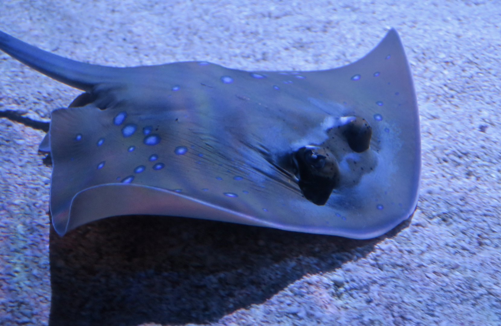 Kuhl's Maskray (Neotrygon kuhlii)