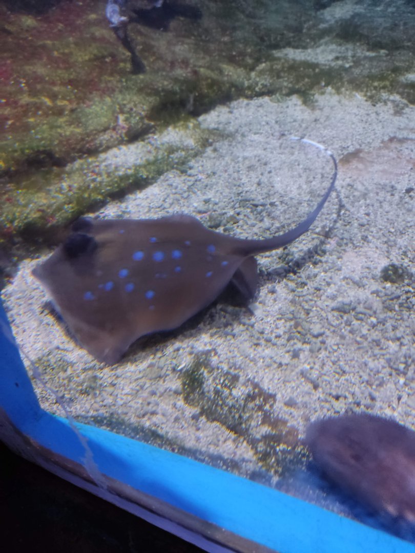 Kuhl's Maskray (Neotrygon kuhlii)