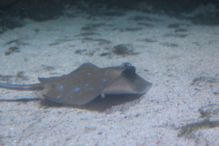 Kuhl's maskray (Neotrygon kuhlii)