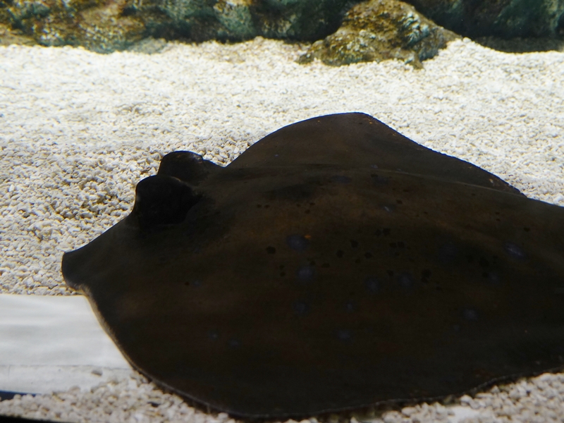 Kuhl's maskray (Neotrygon kuhlii)