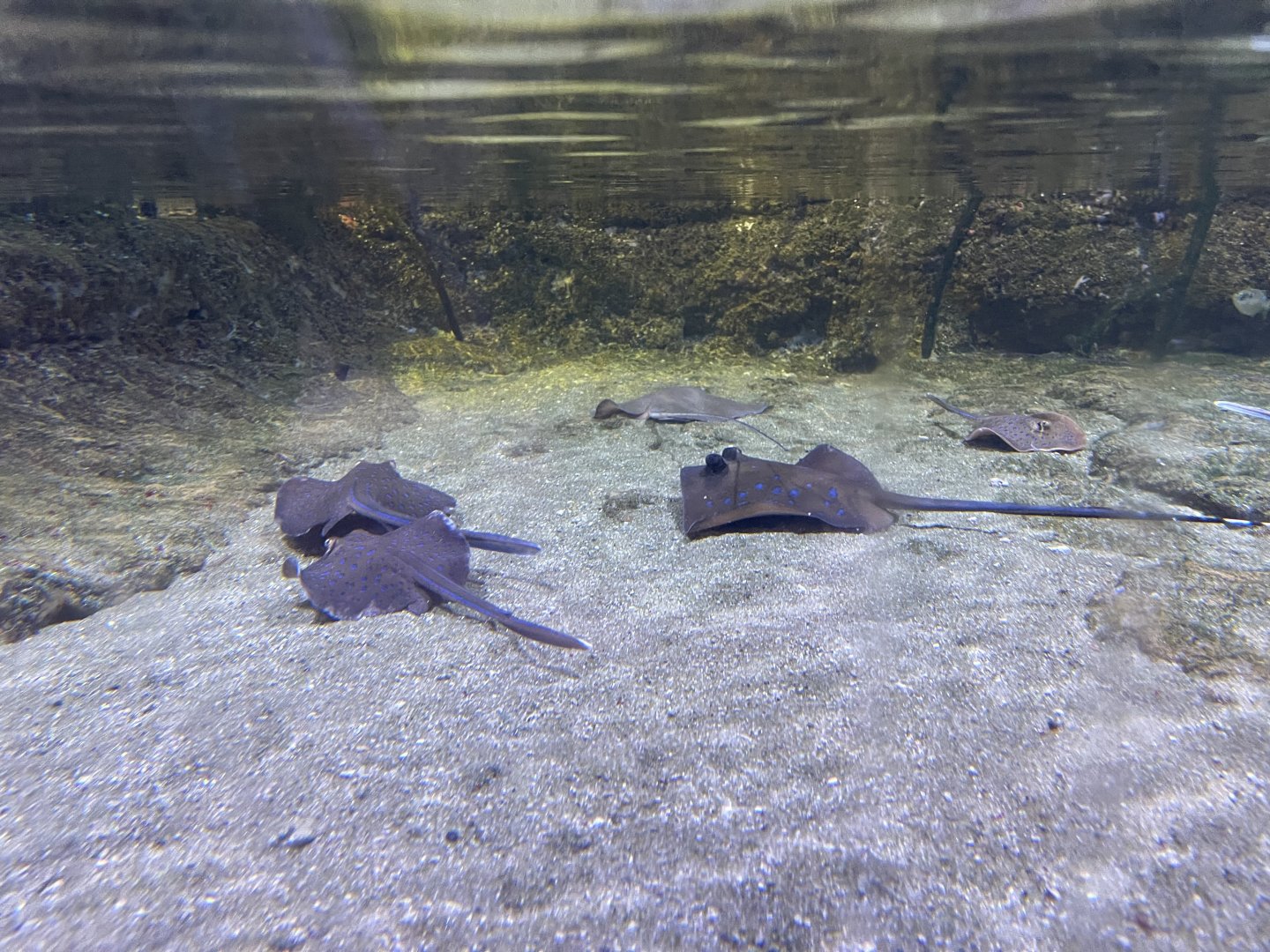 kuhl’s maskrays (neotrygon kuhlii)