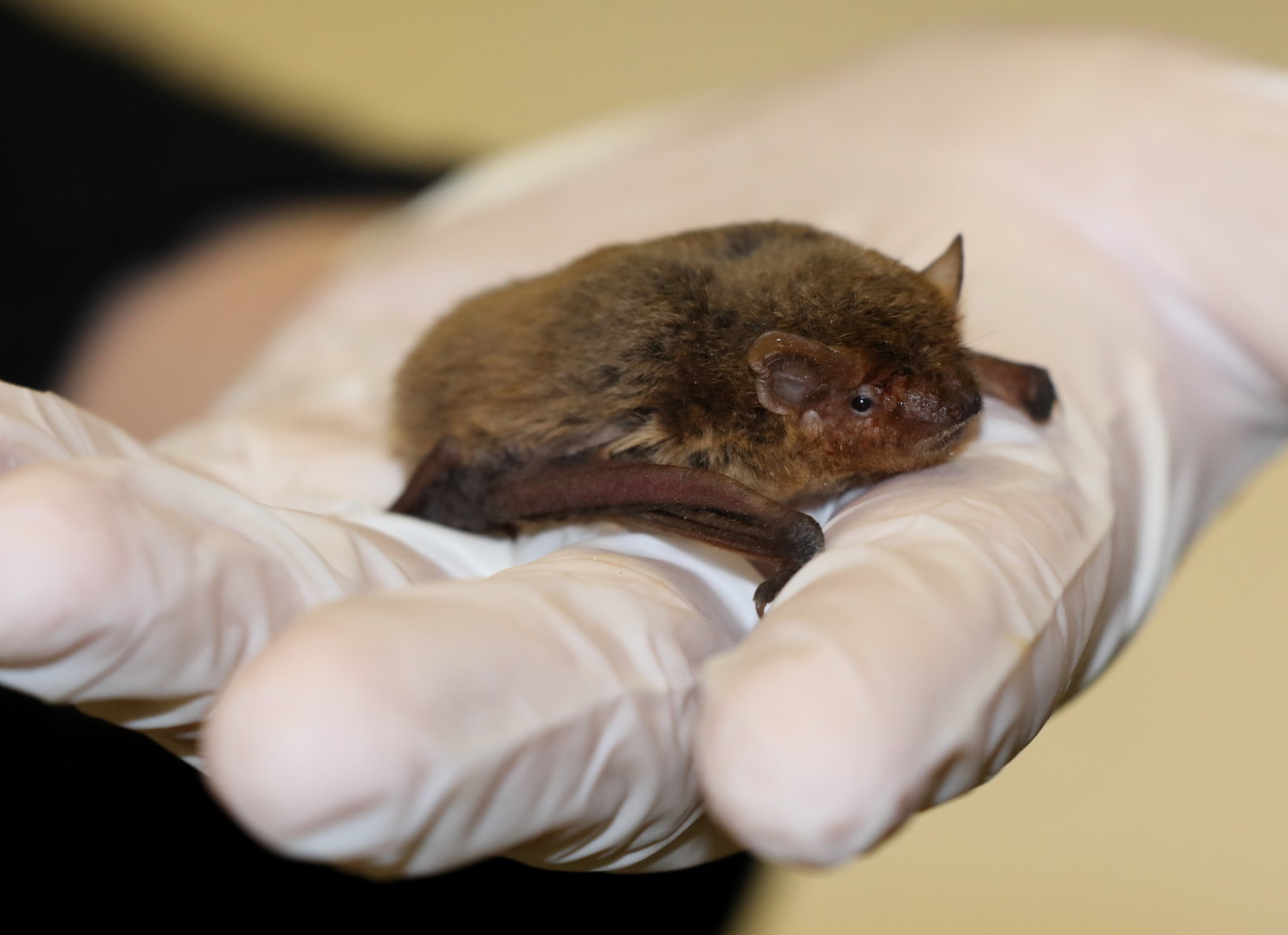 Kuhl's pipistrelle (Pipistrellus kuhlii)