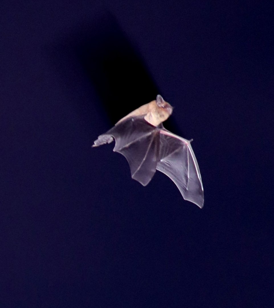 Kuhl's pipistrelle (Pipistrellus kuhlii)
