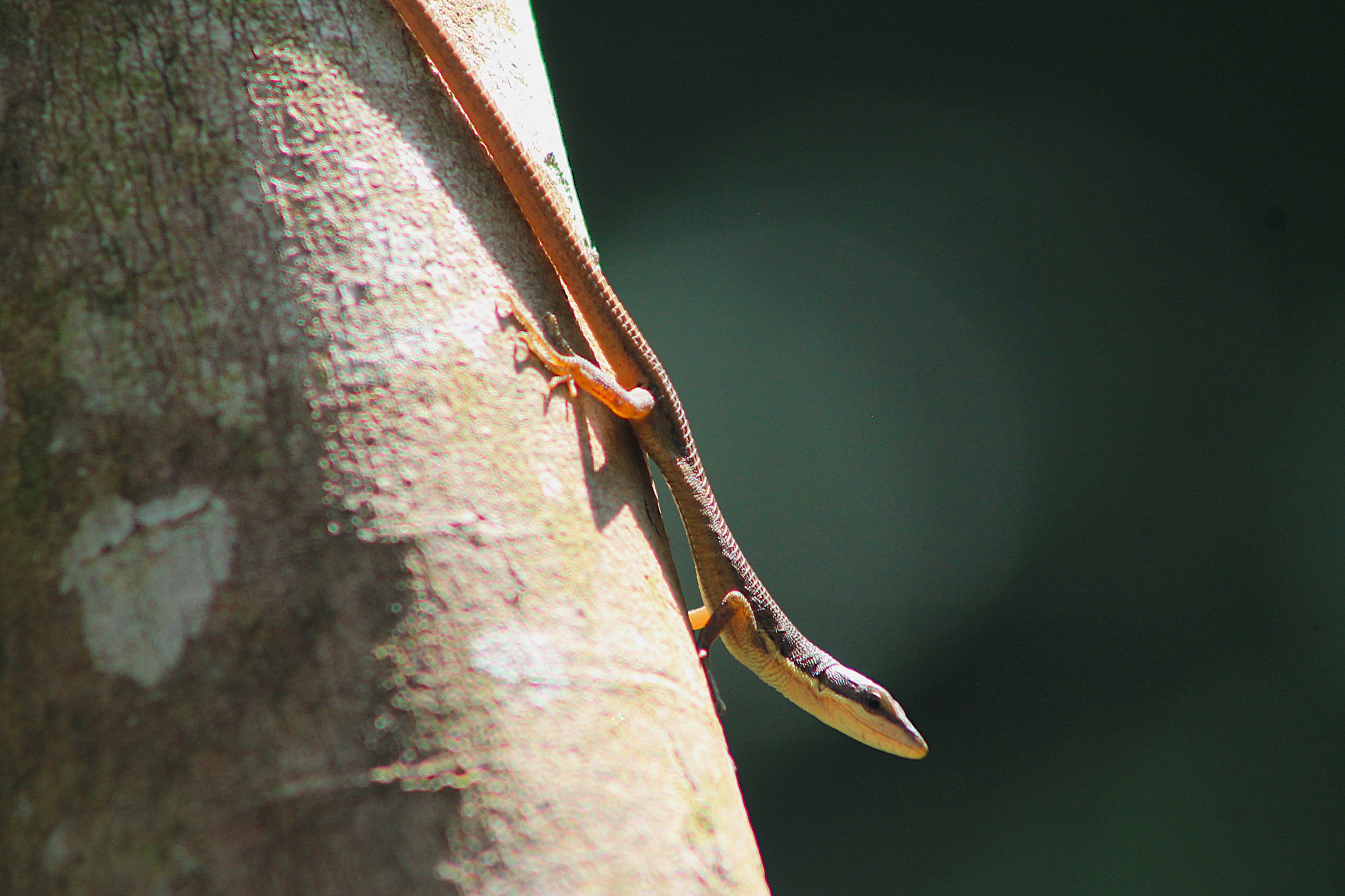 Kuhne's Grass Lizard (Takydromus kuehnei)