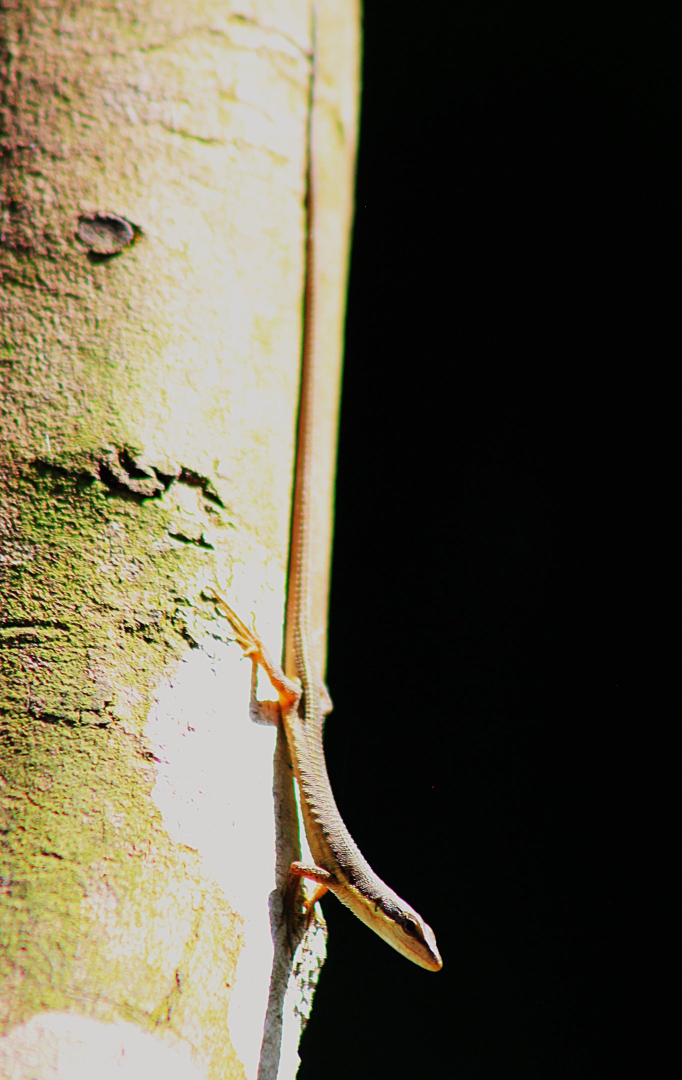 Kuhne's Grass Lizard (Takydromus kuehnei)