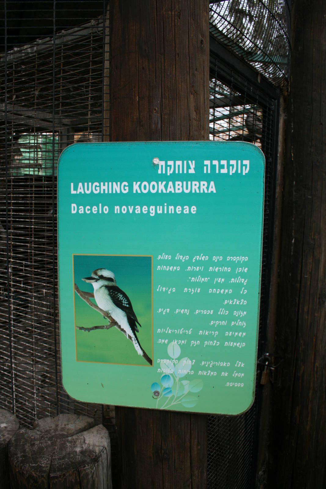 kukabara sign