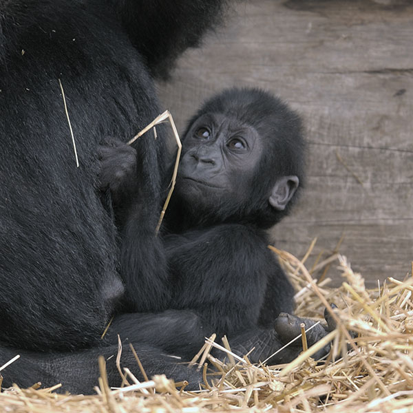 Kukena clutching at straws