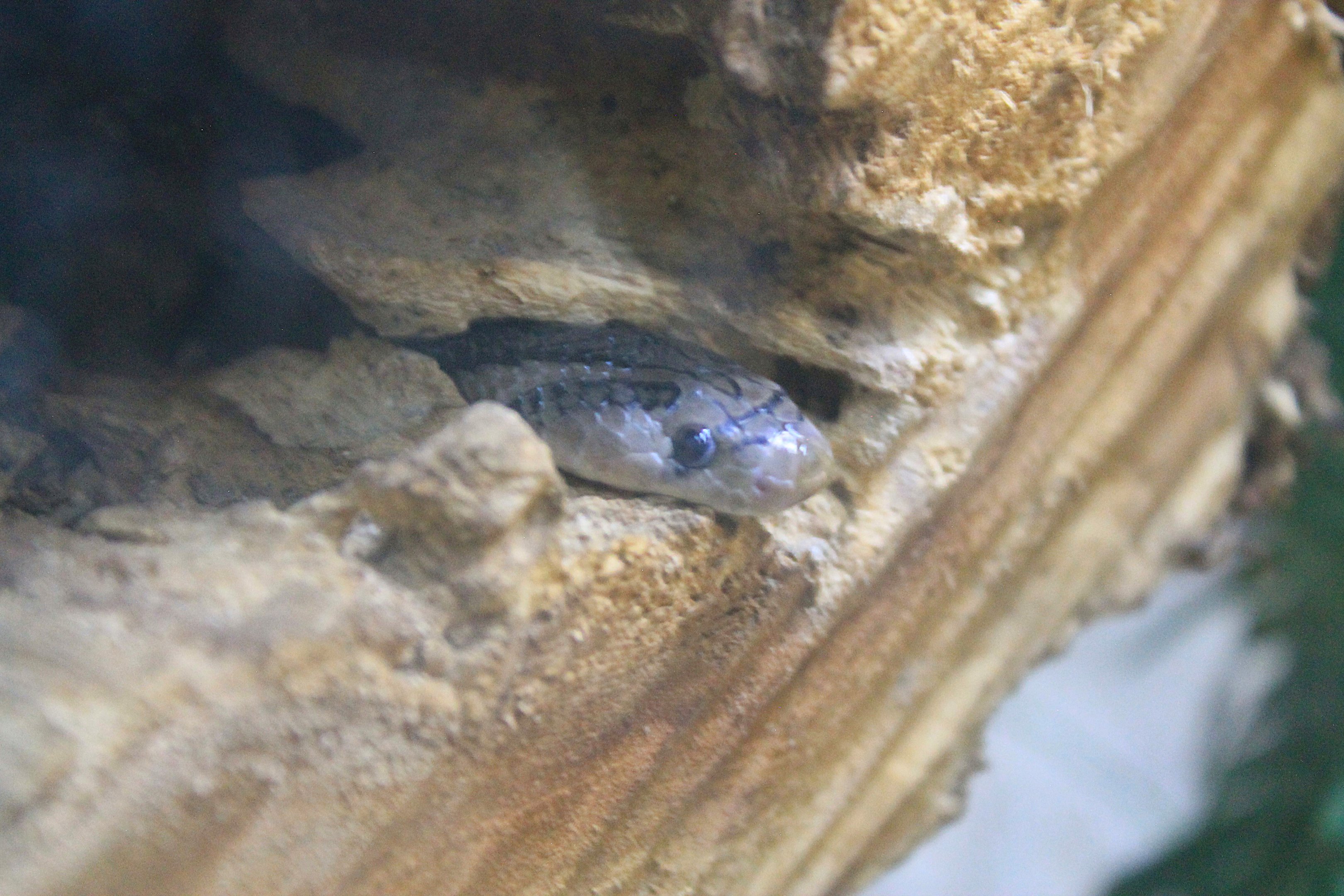 Kukri Snake (Oligodon sp.)