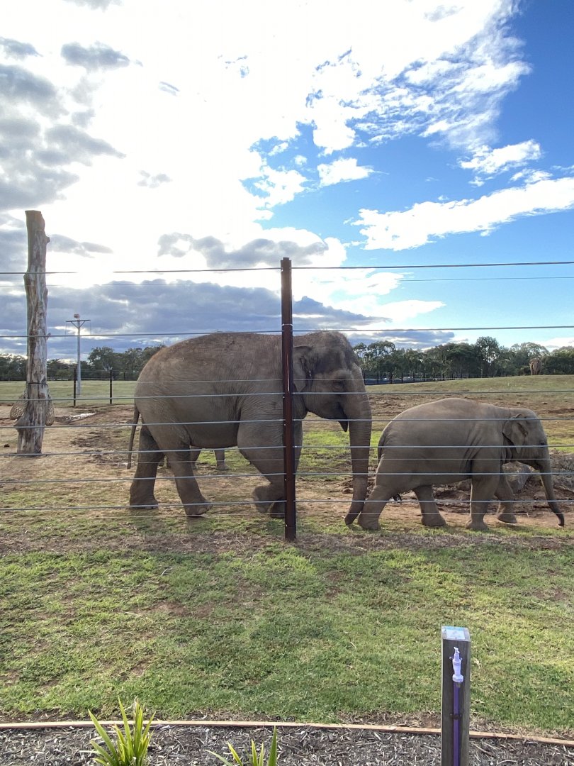 Kulab and Aiyara - Asian Elephants