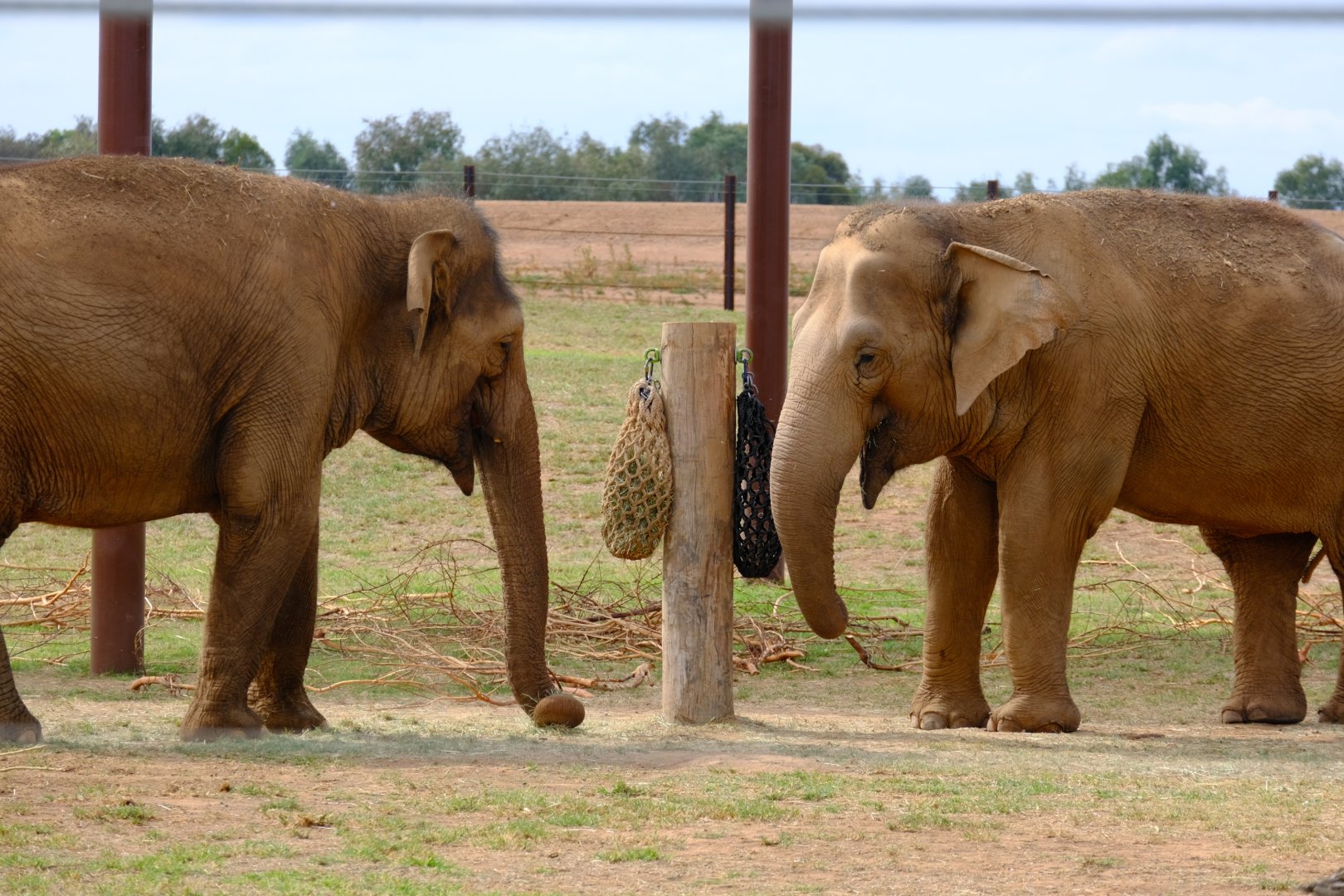Kulab and Mek Kapah - Werribee Open Range Zoo