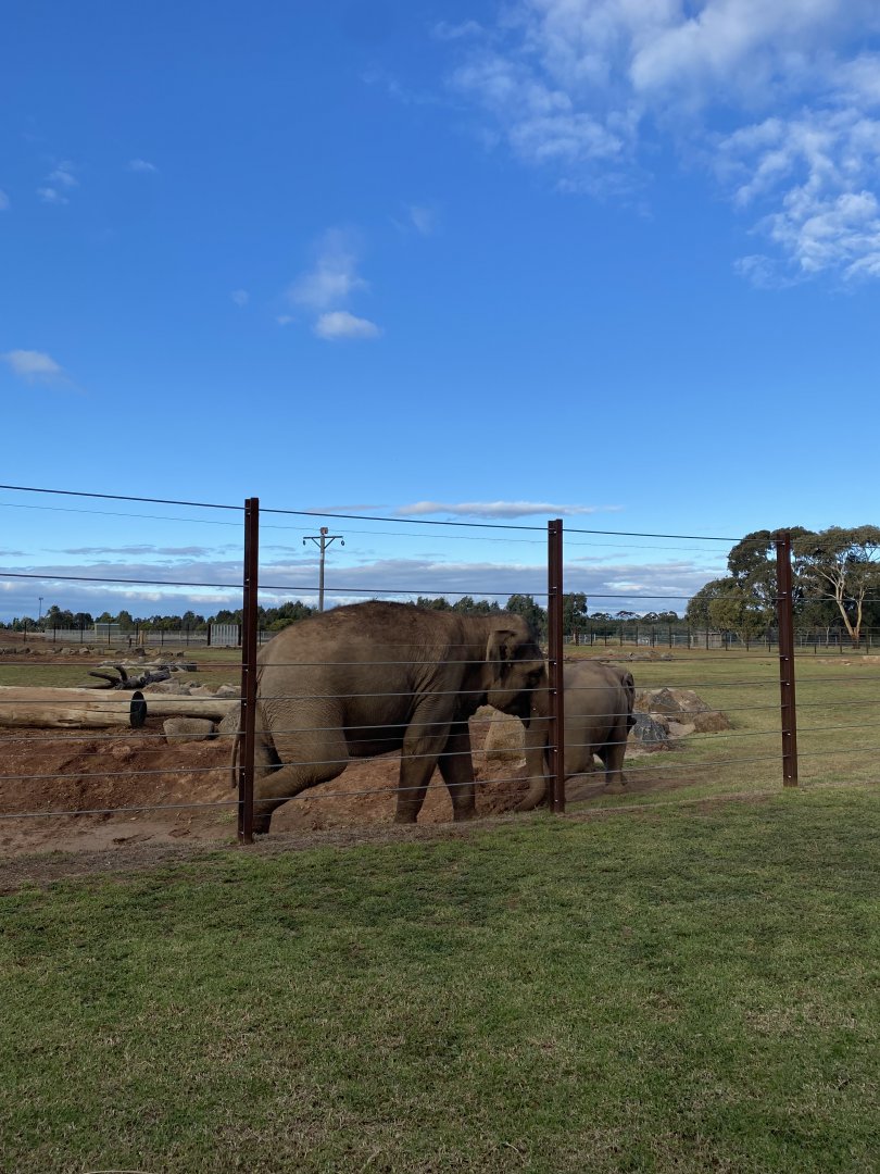 Kulab and Roi Yim - Asian Elephants