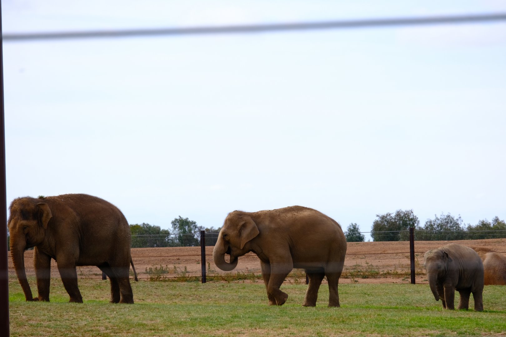 Kulab, Dokkoon and Roi Yim - Werribee Open Range Zoo