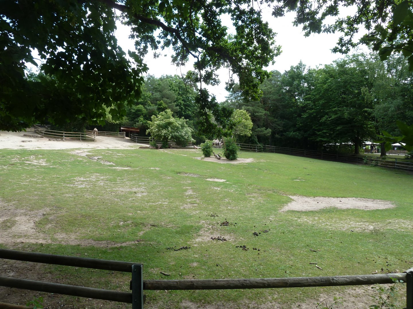 Kulan and dromedary enclosure