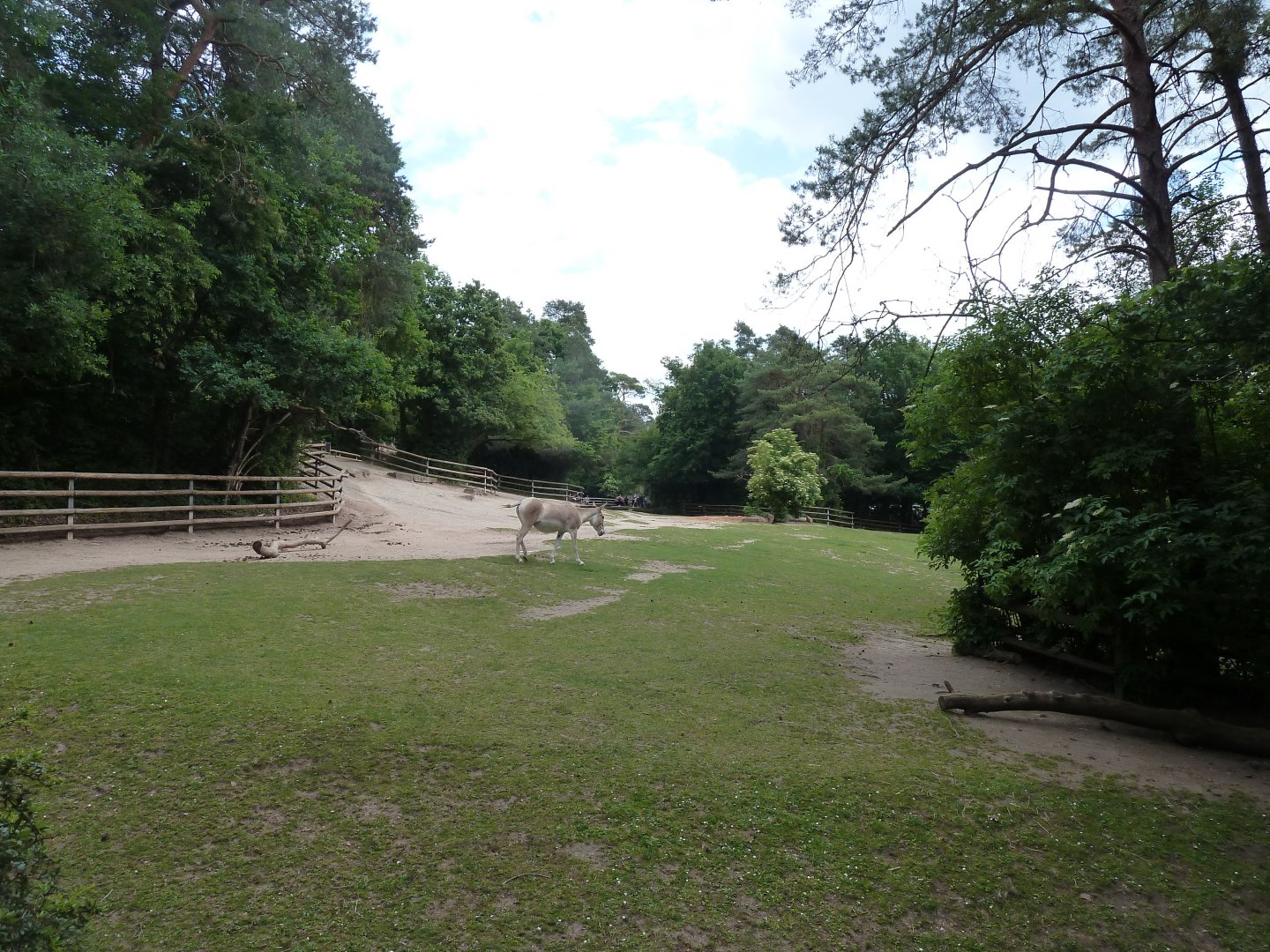 Kulan and dromedary enclosure