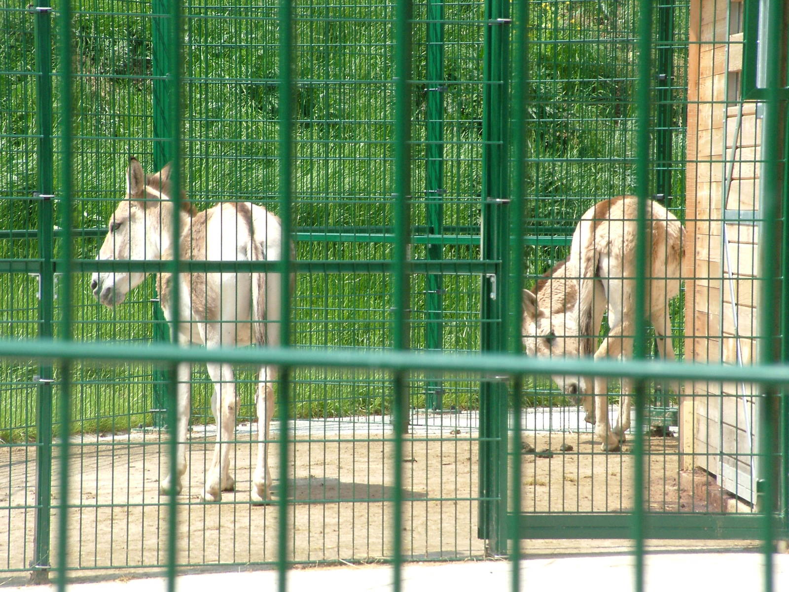 Kulan at Plzen, 25/05/10