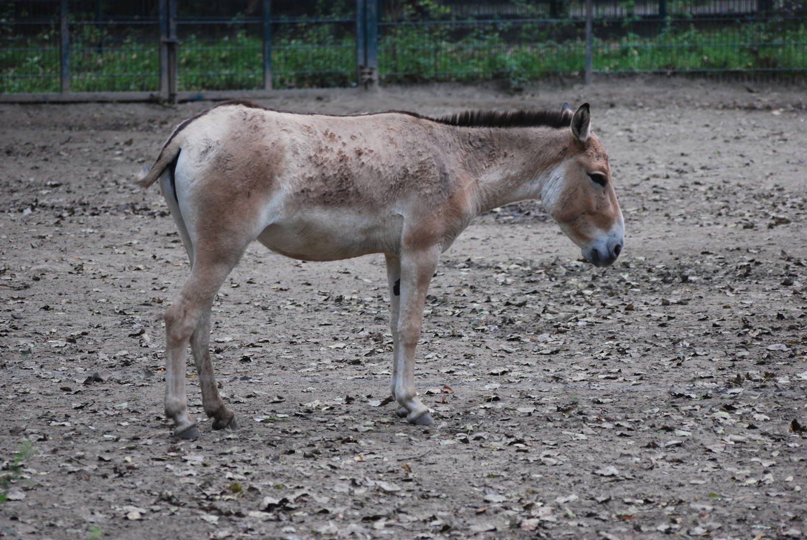 Kulan at Tierpark Berlin, 30/08/11