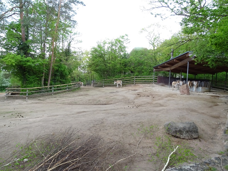 Kulan + camel enclosure