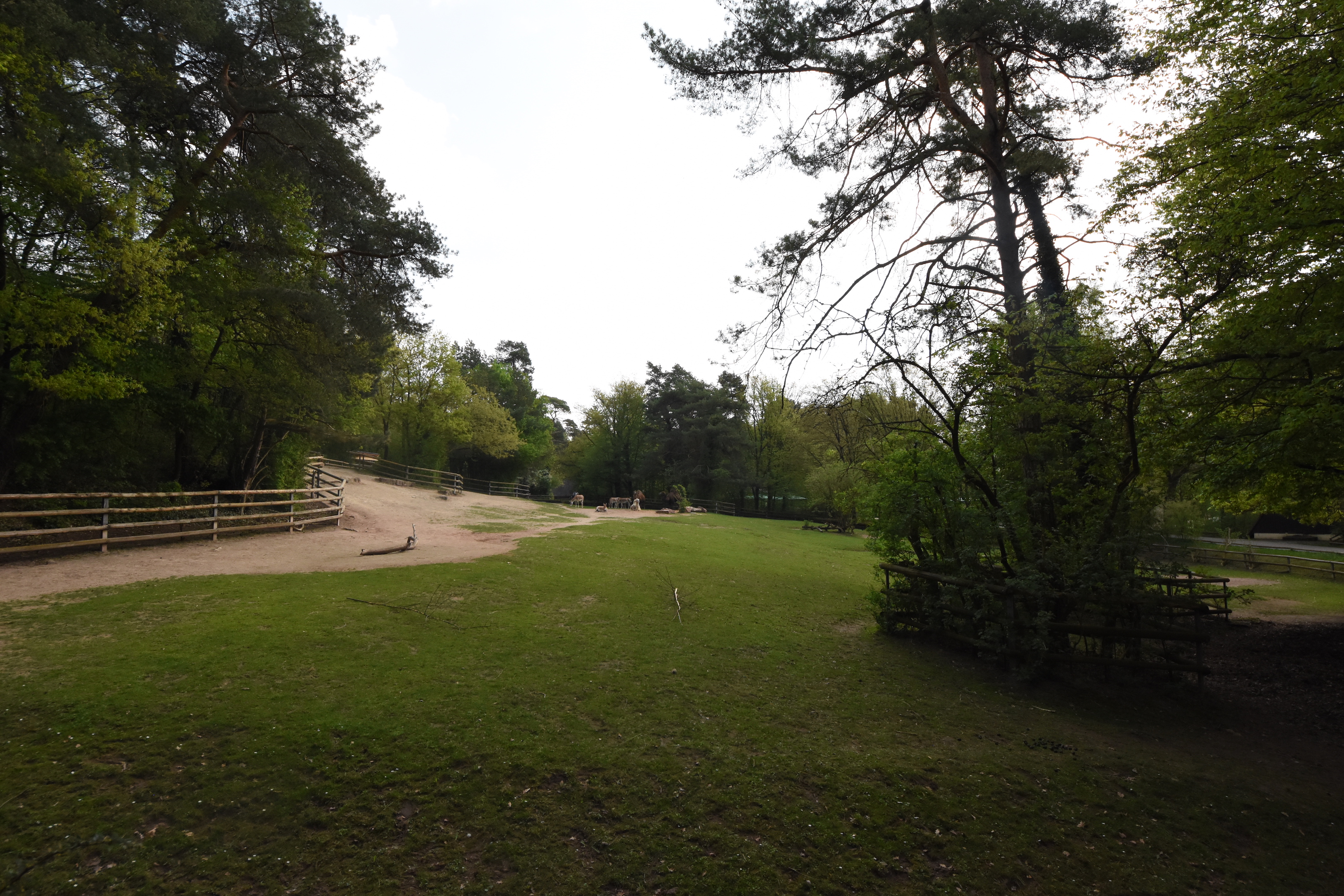 Kulan & Camel paddock