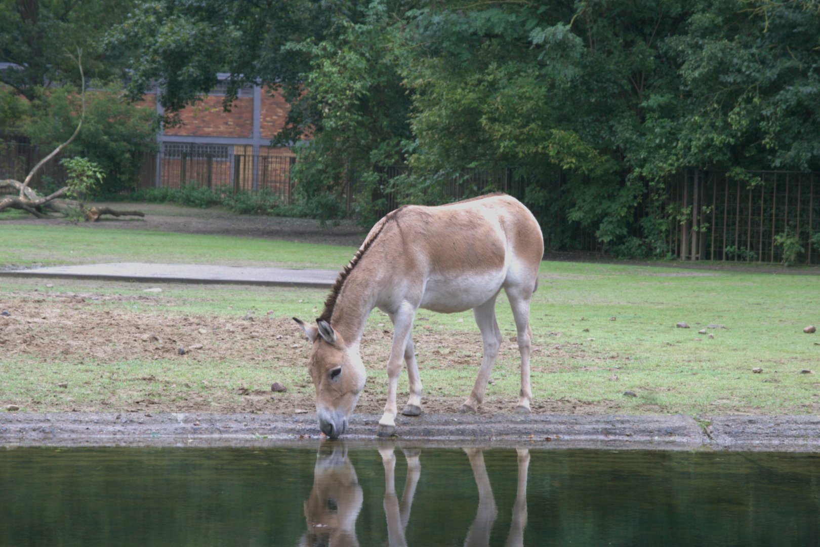 Kulan (Equus hemionus kulan), 18-09-25