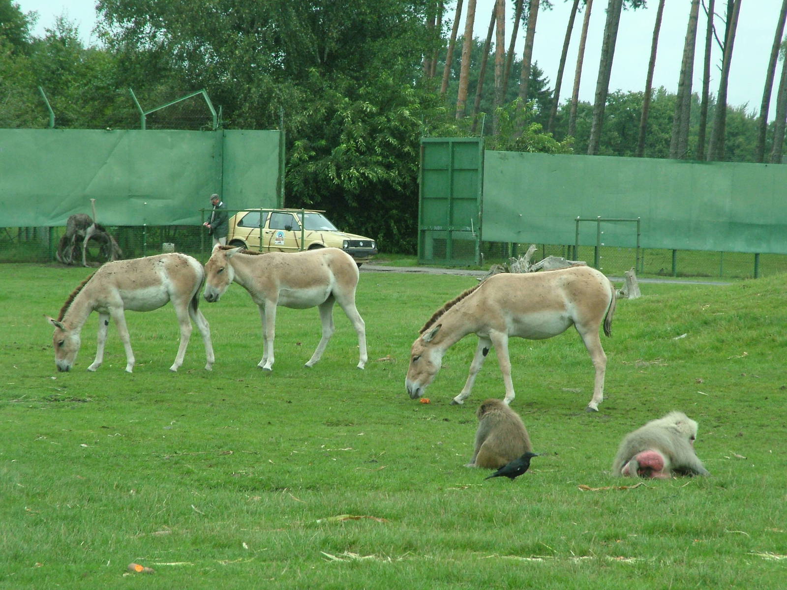 Kulan (Equus hemionus kulan) at Serengetipark Hodenhagen