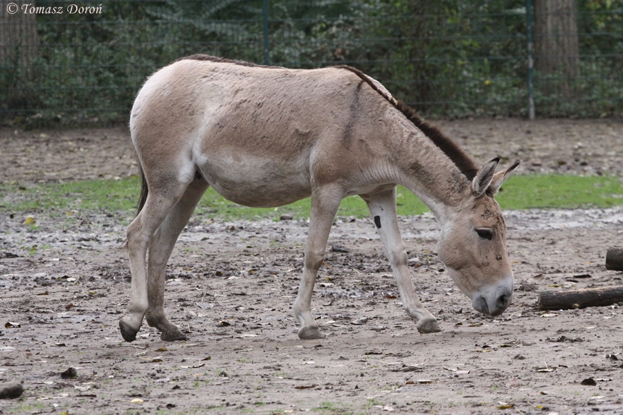 Kulan (Equus hemionus kulan)