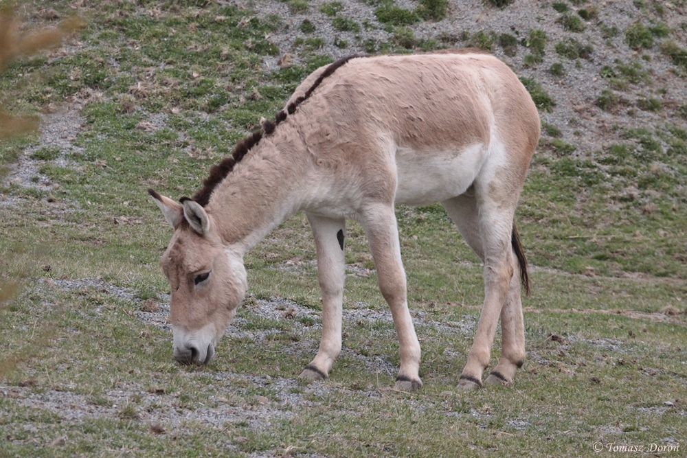 Kulan (Equus hemionus kulan)