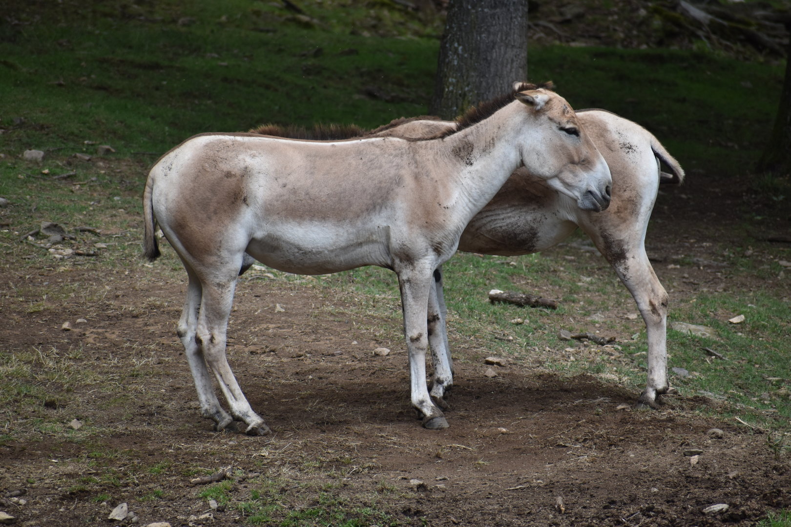 Kulan - Equus hemionus kulan