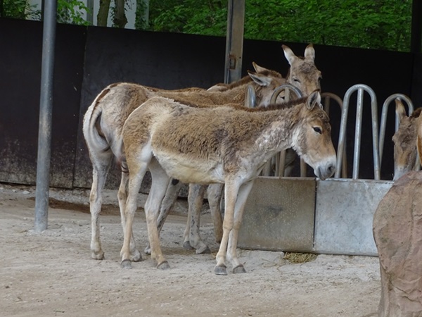 Kulan (Equus hemionus kulan)