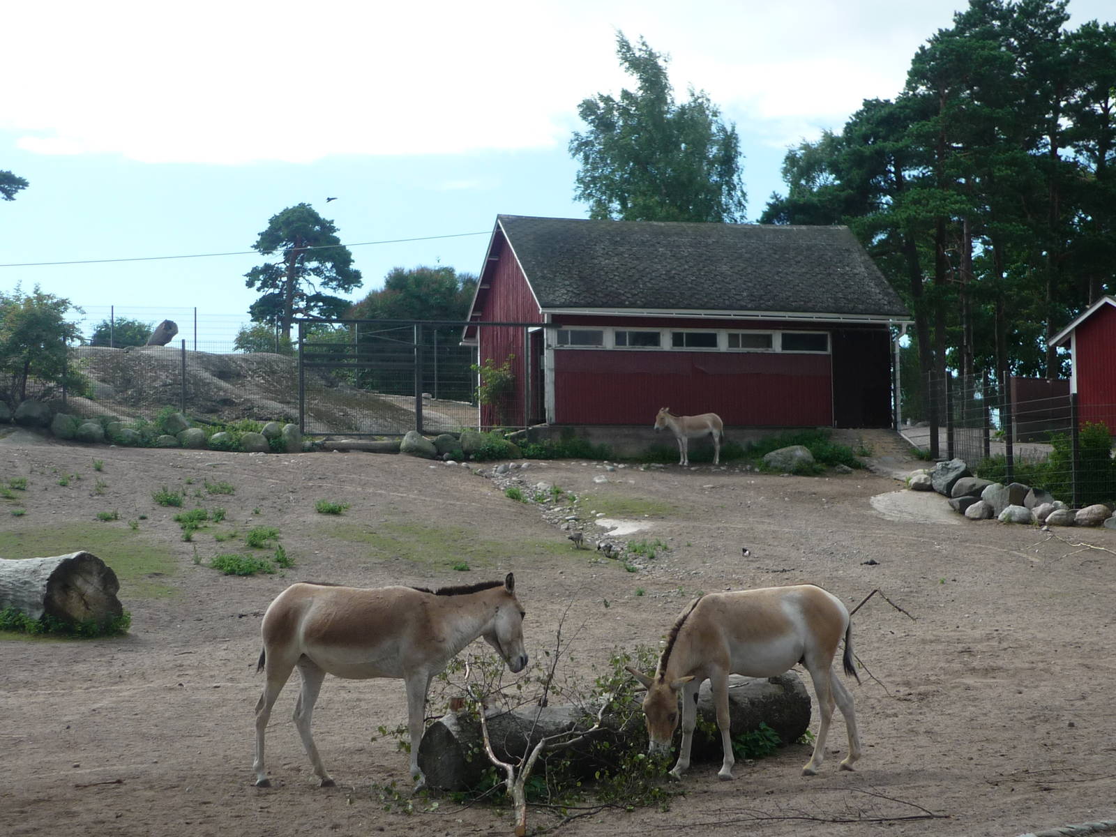 Kulan Exhibit