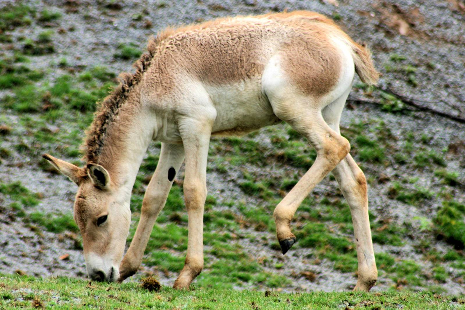 Kulan foal; Plzen; 1st September 2012