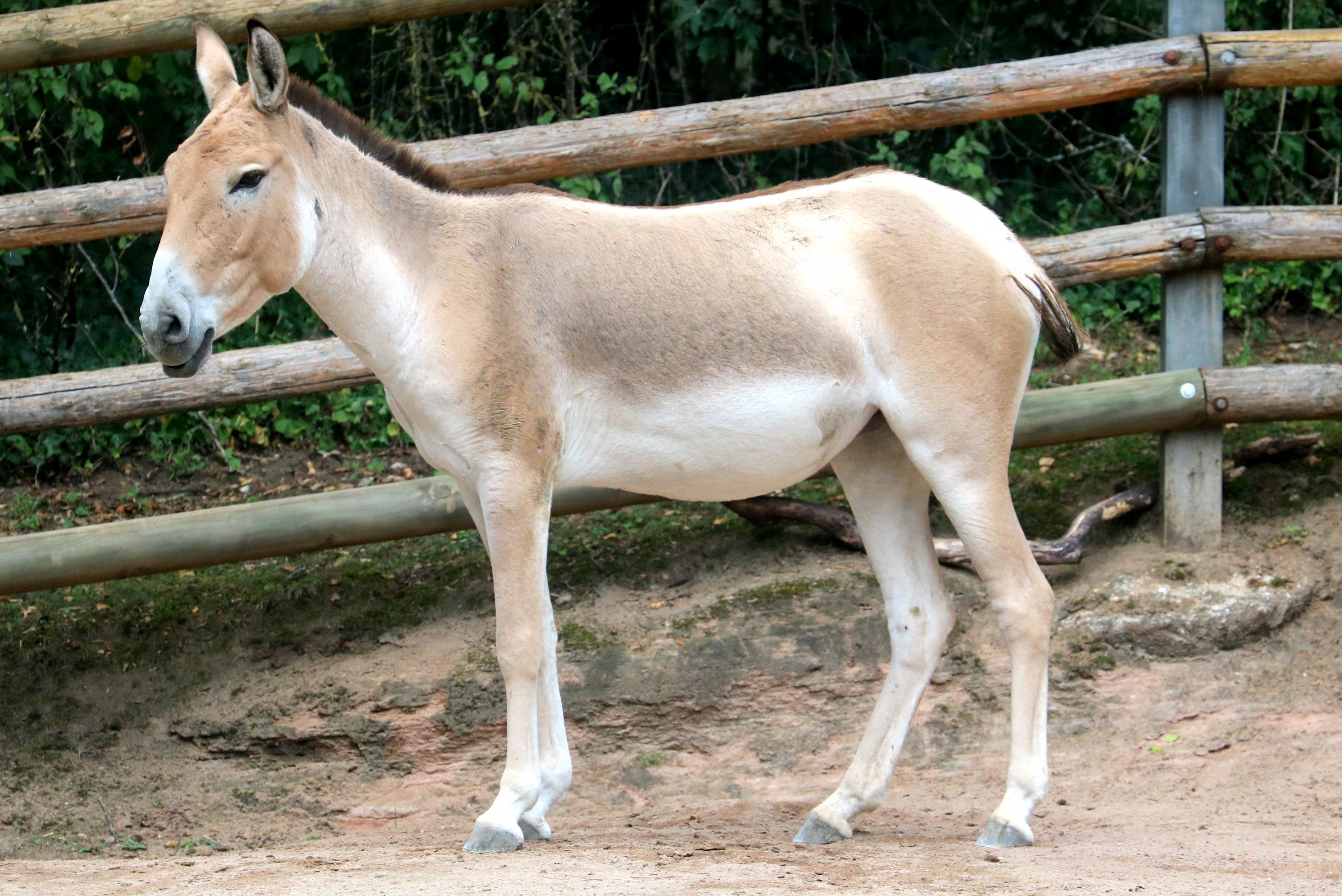 Kulan; Nuremberg; 7th September 2019