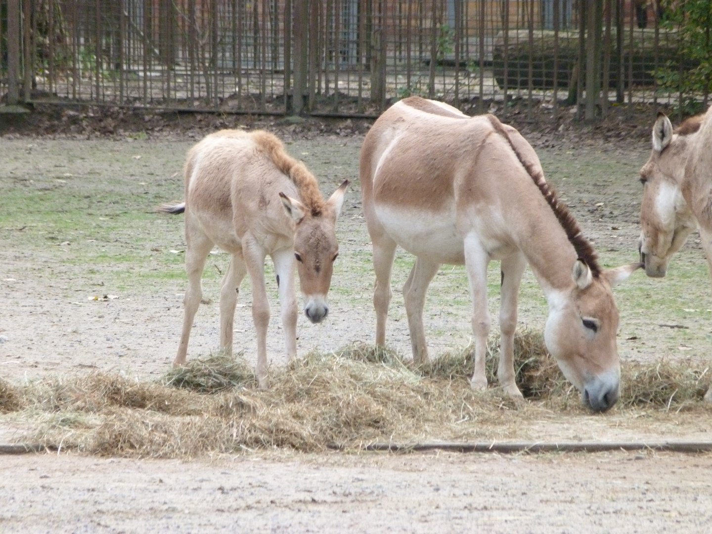 Kulan -Tierpark Berlin (2024)