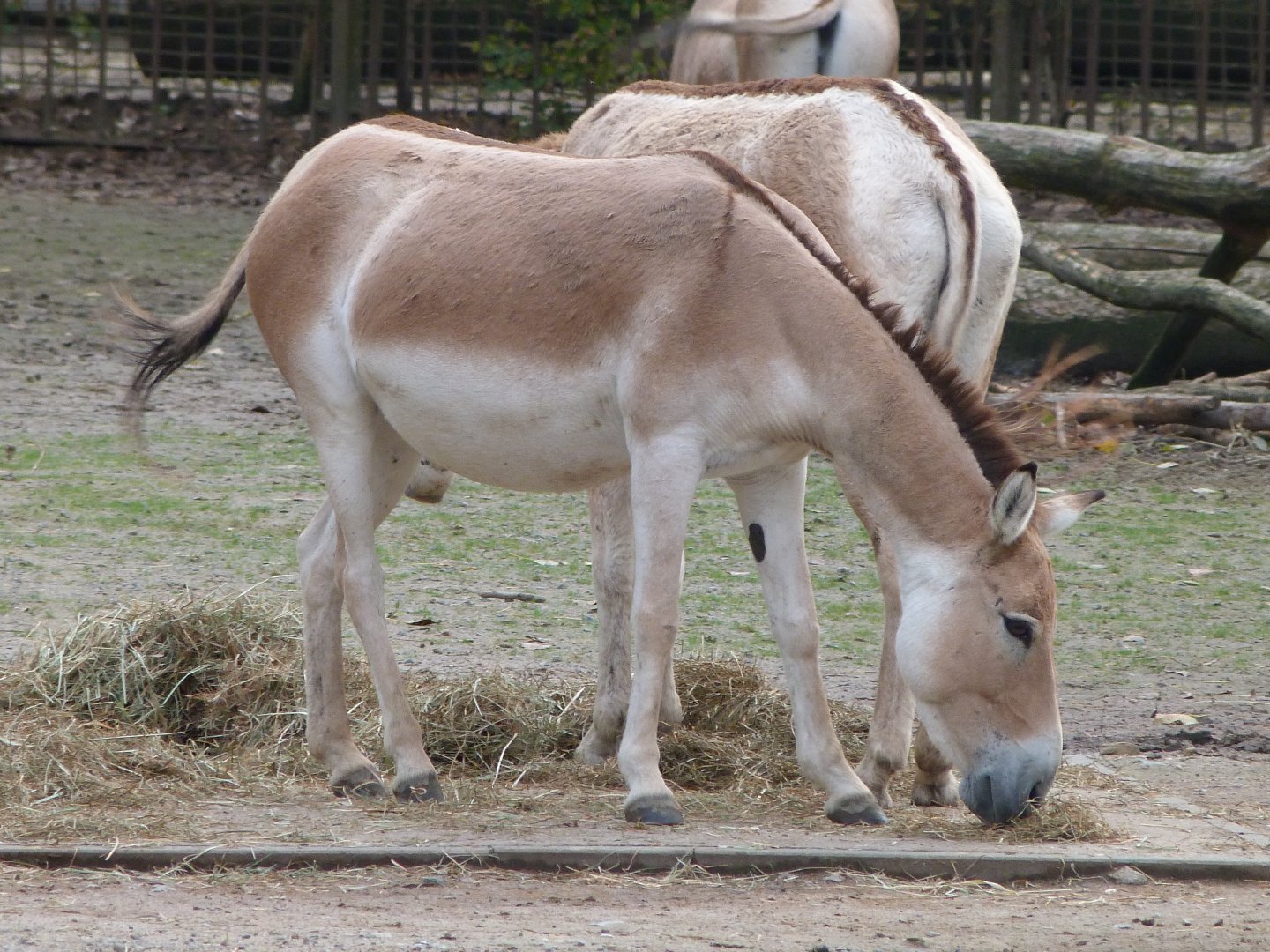 Kulan -Tierpark Berlin (2024)