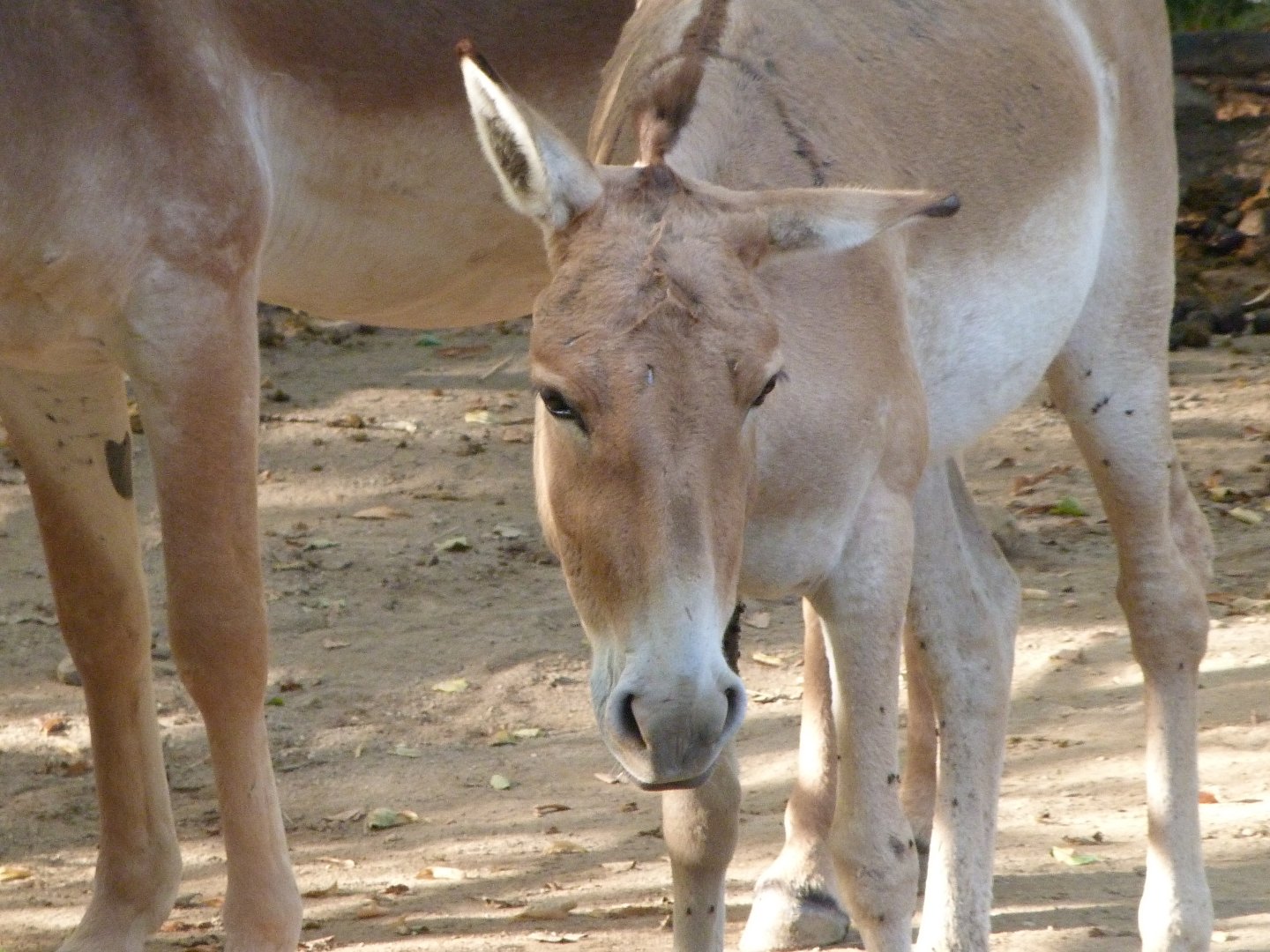 Kulan -Zoo Praha (2025)