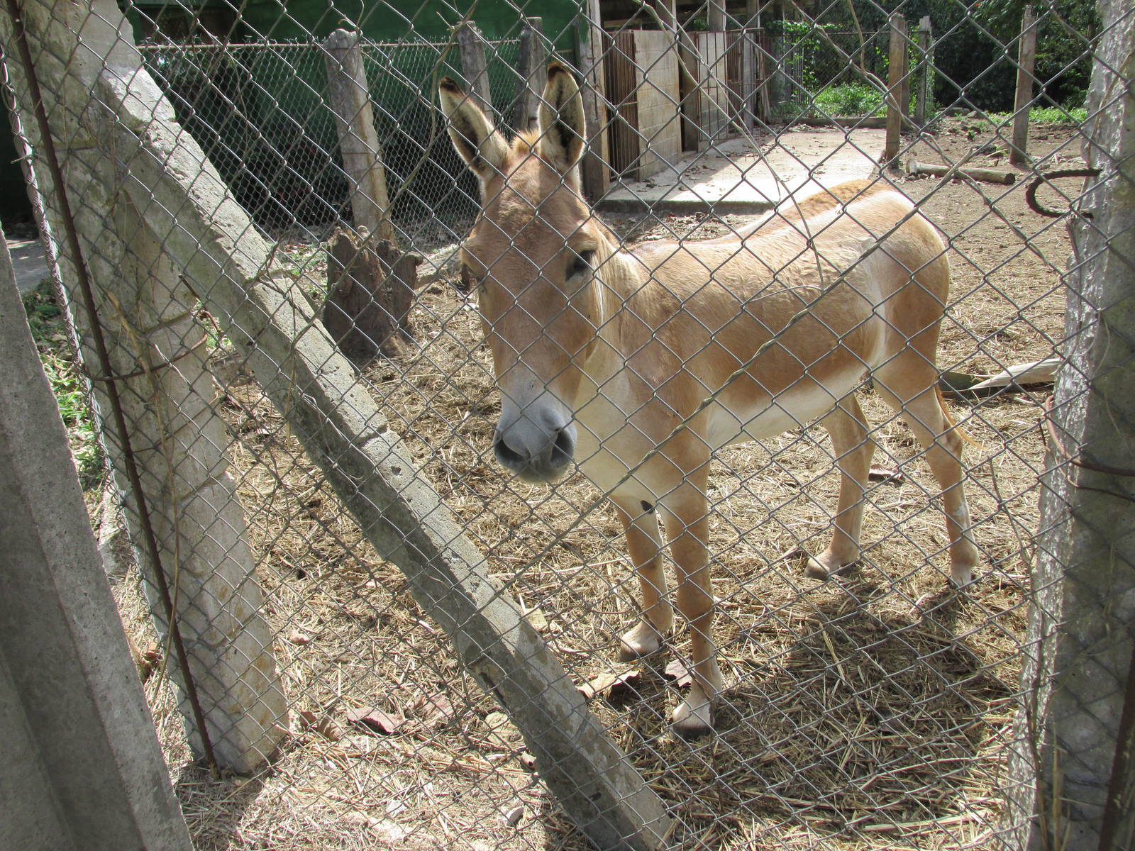 Kulan Zoologico Nacional