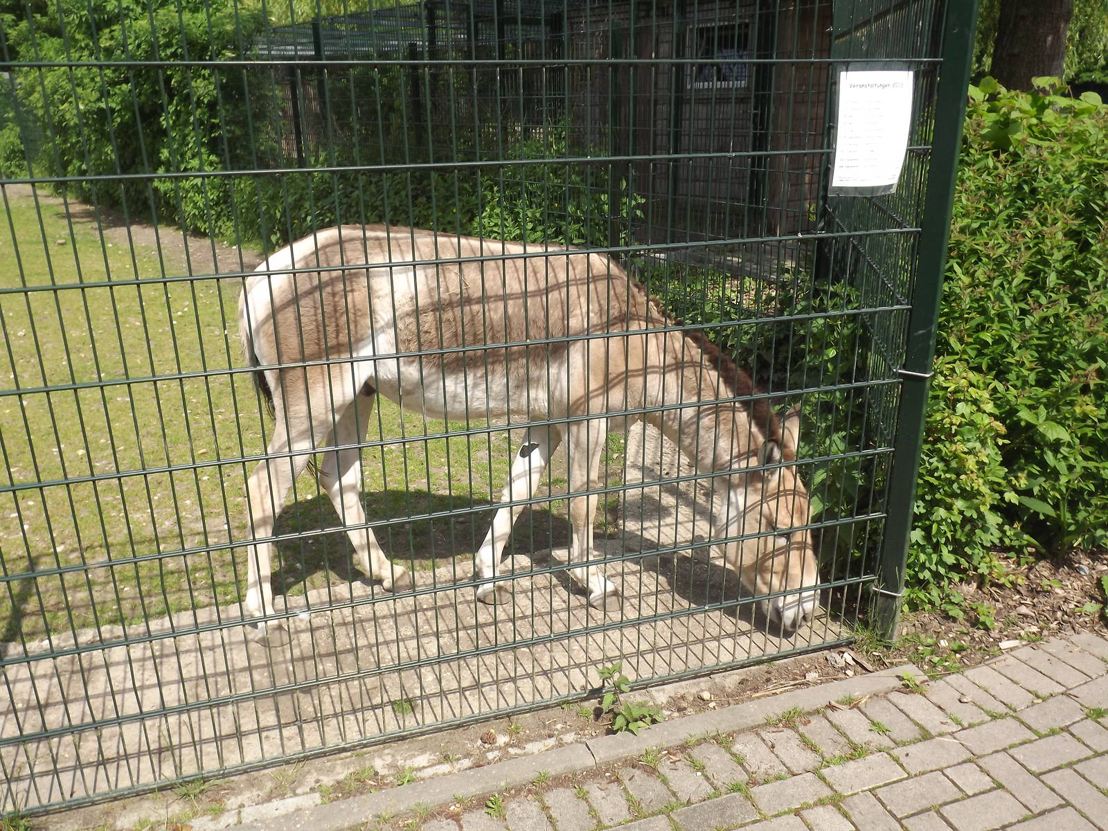 Kulan