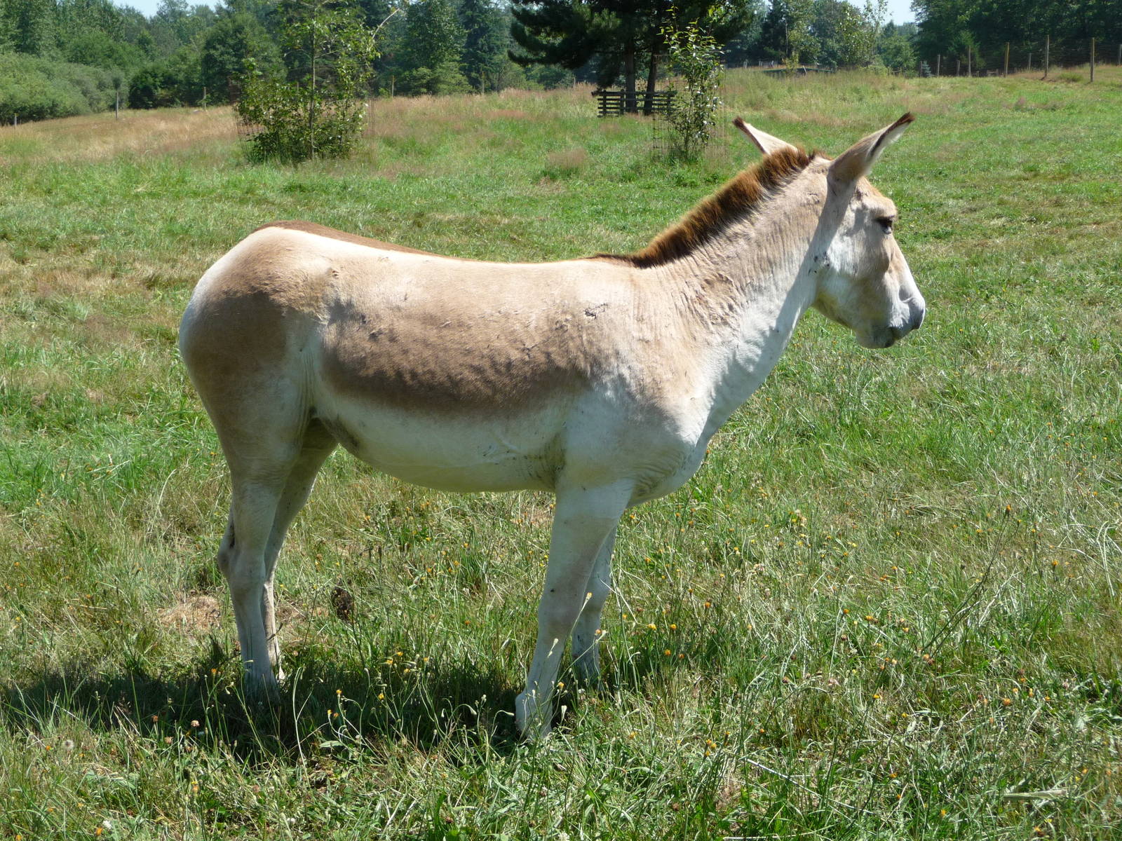 Kulan