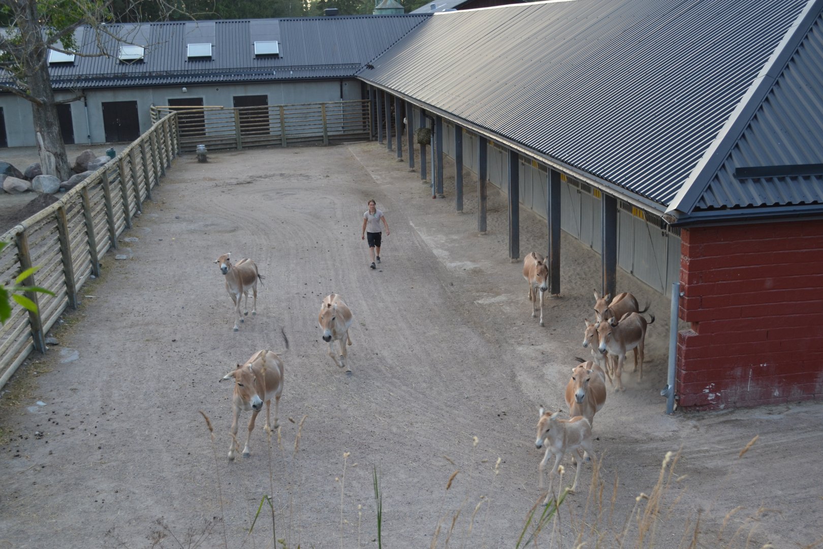 Kulans being let out from the stable at Kolmården