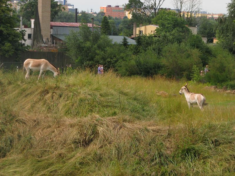 Kulans in the camel pen