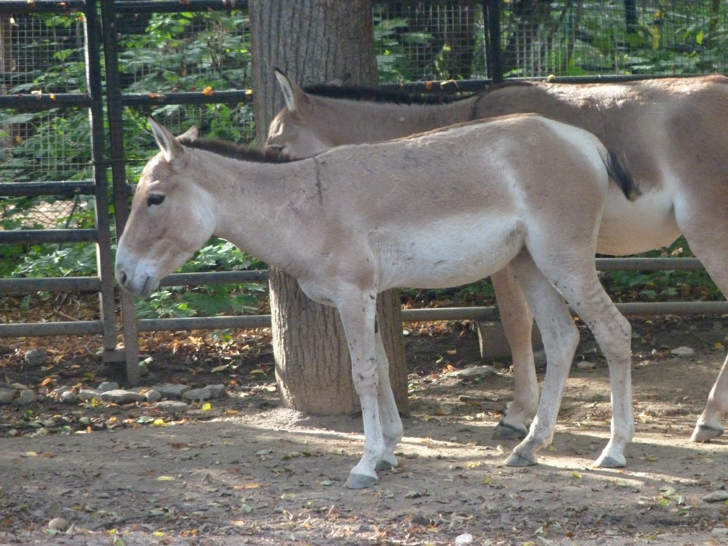 Kulans -Zoo Praha (2025)