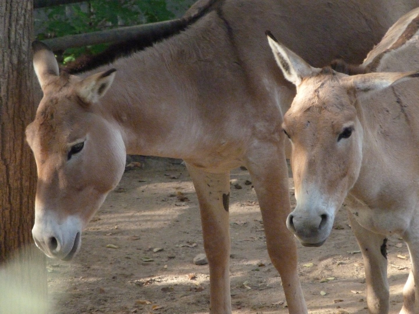 Kulans -Zoo Praha (2025)