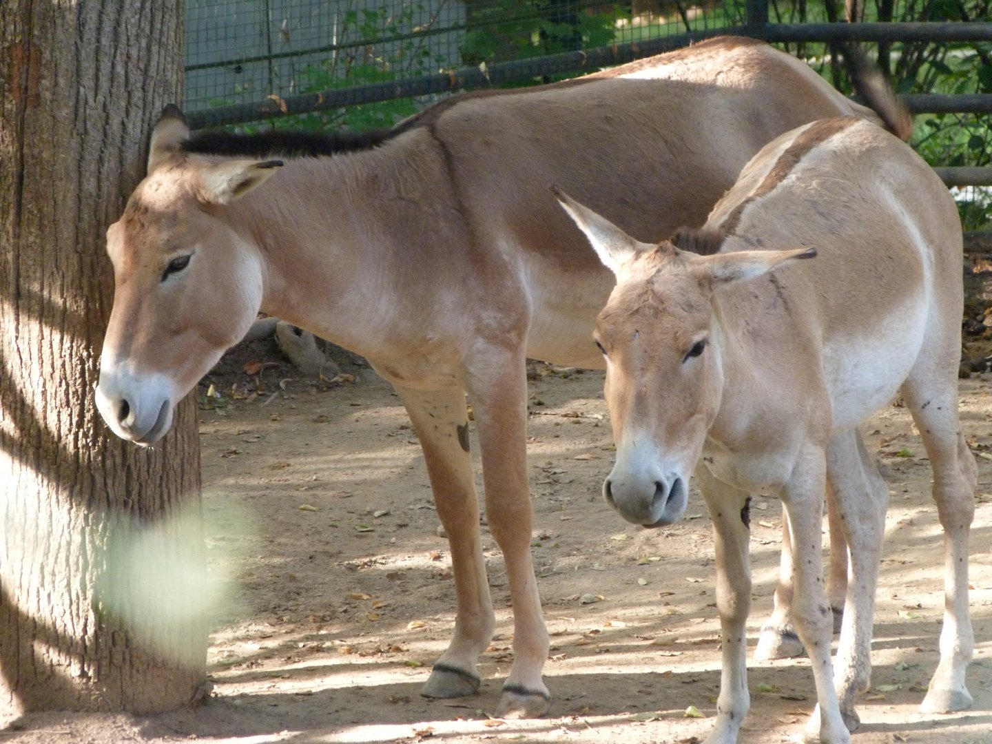 Kulans -Zoo Praha (2025)