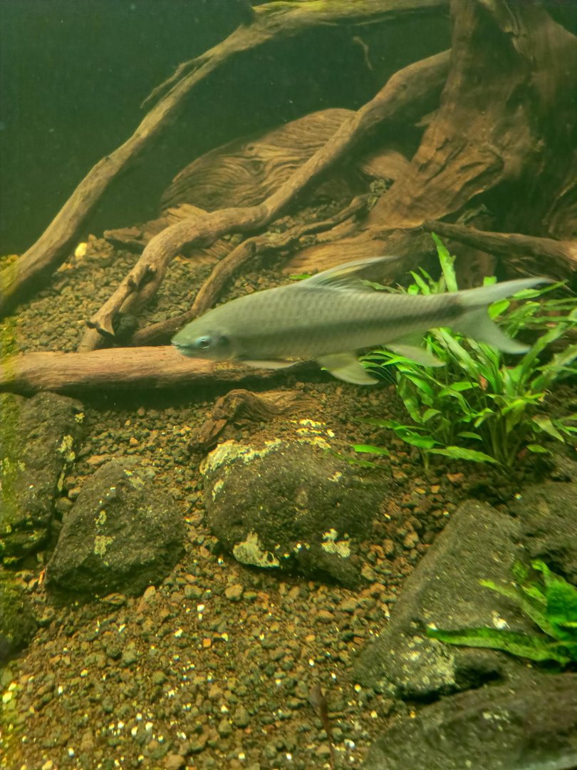 Kulari Sharkminnow (Lobocheilos falcifer)