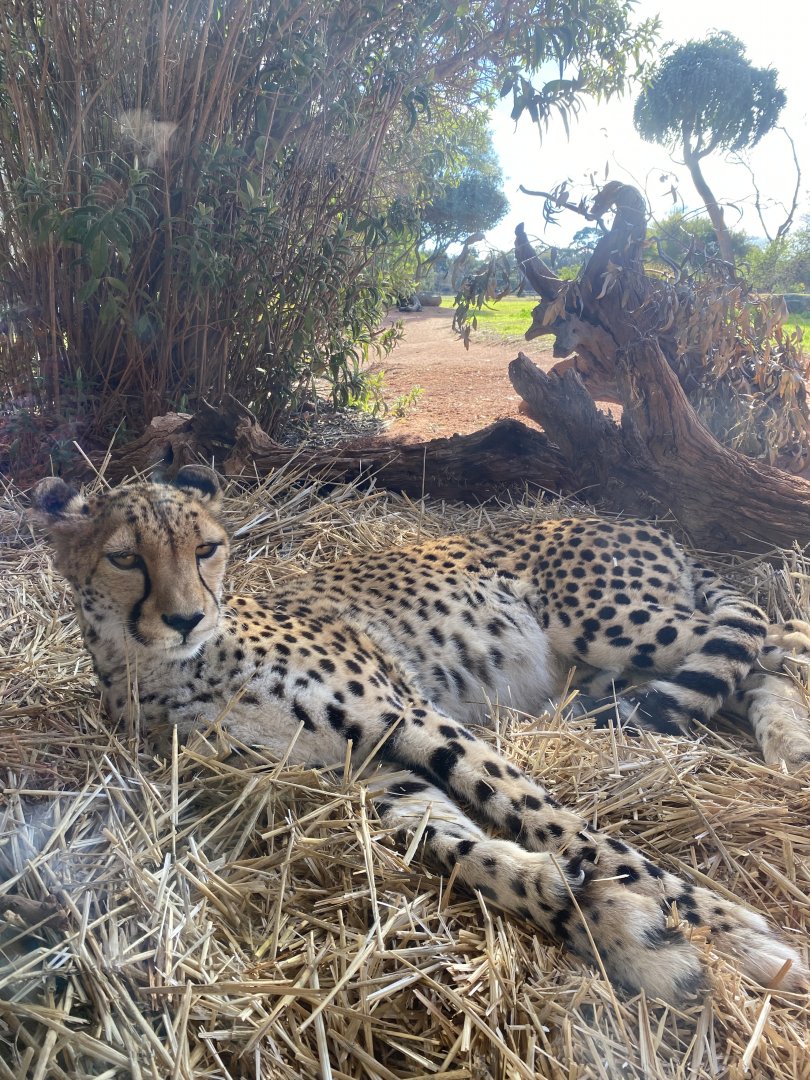 Kulinda - Cheetah