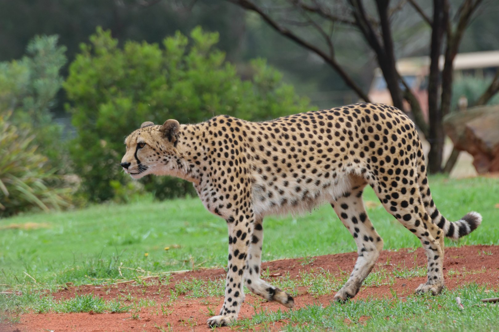 Kulinda the Cheetah