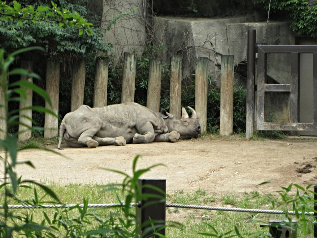 "Kulinda" the Eastern Black Rhinoceros