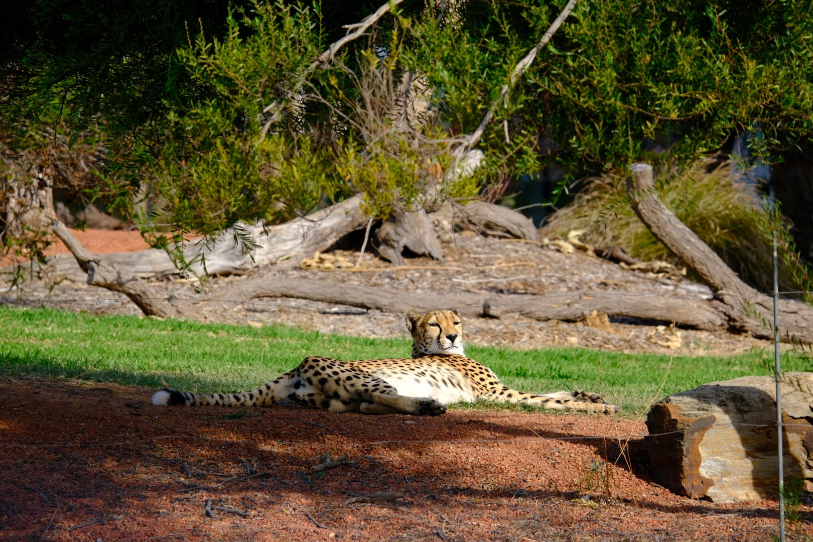 Kulinda - Werribee Open Range Zoo