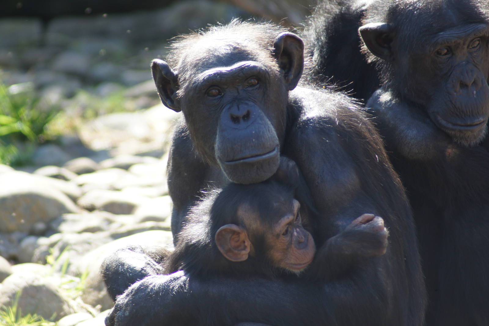 Kuma and Fumo (with Furahi behind)